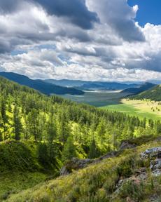 Фильмы про алтайскую тайгу