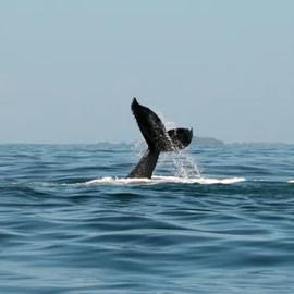 Териберка, Баренцево море, киты