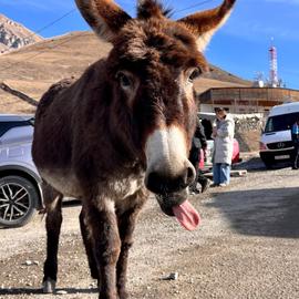 Кавказская трилогия: Северная Осетия, Ингушетия и Кабардино-Балкария