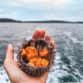 Киты, океан и Северное сияние — сказка Териберки