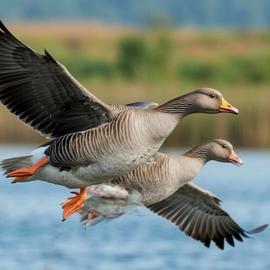 Костромская область: гусиные истории Кологривского леса