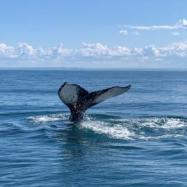 В поисках китов и косаток на Кольский полуостров