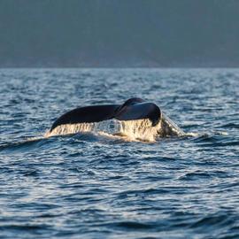 Морские приключения на Кольском