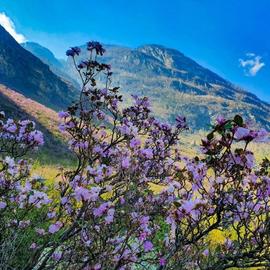 Долина Актру и Цветение маральника