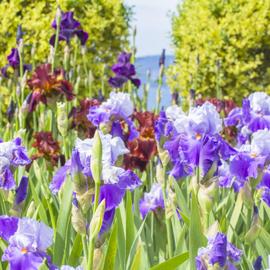 Весна. Цветущий Крым