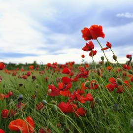 Алые степи Астрахани. Тур на цветение маков 