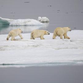 Колыбель белых медведей. Круиз из Анадыря к острову Врангеля