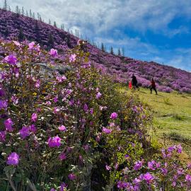 Цветение маральника на Алтае. Майские в сиреневых горах