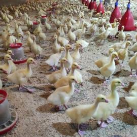 Гусиная столица и мир Ефима Честнякова. От Костромы до Кологрива