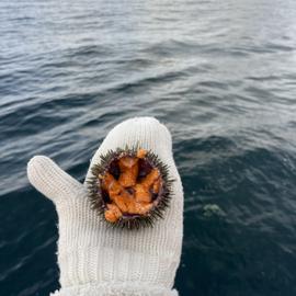 Новый год. Сияние Севера на Кольском полуострове