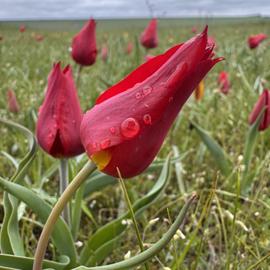 Весенняя магия Калмыкии с выездом на тюльпановые поля