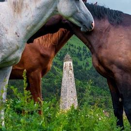 Кавказская трилогия: Северная Осетия, Ингушетия и Кабардино-Балкария