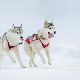 Февральские праздники в Карелии