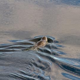 Тюлени и тайны Белого моря. 5 дней в Карелии