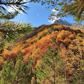 Кавказская мозаика. Осень-зима