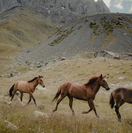 Чеченские горизонты: экскурсионный тур в республику