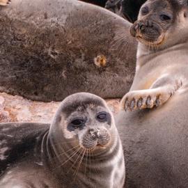 Улан-Удэ – Улан-Удэ на теплоходе Бирюса (СВП)