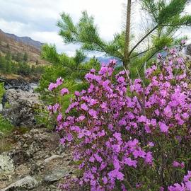 Весеннее пробуждение Алтая