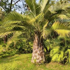 Сочинский эксклюзив. Тур на 5 дней