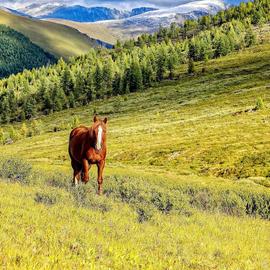 Пеший тур к Шавлинским озерам с вьючными лошадьми