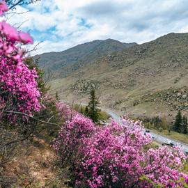 Май на Алтае. Цветение маральника