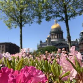 В сердце Петербурга. Летний тур на 6 дней