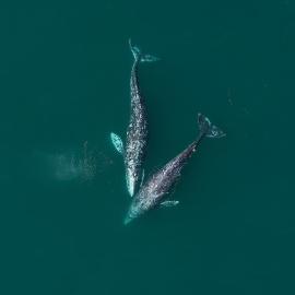 Дыхание китов. Круиз из Магадана в Южно-Сахалинск