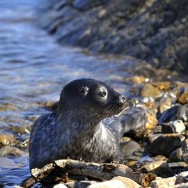 Тюлени и тайны Белого моря. Тур в Карелию