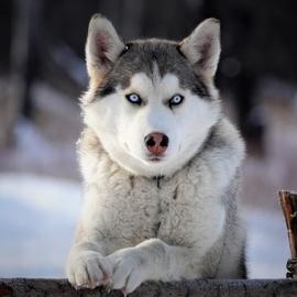 Зимний тур на Камчатку 6 дней