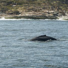 Китовые приключения. Тур на Кольский полуостров