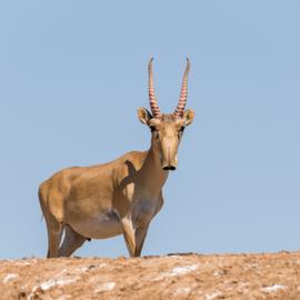 Вслед за степной антилопой. Зимний тур в Калмыкию