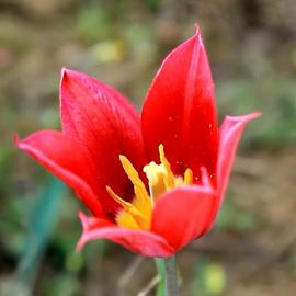 Тюльпановая мистерия в Стране Поющих Барханов. Невероятная Калмыкия с посещением тюльпановых полей