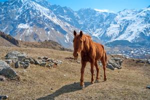 Конный тур «Выходные в седле» на Кавказе — фото 12