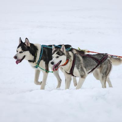 Выходные в Карелии с хаски