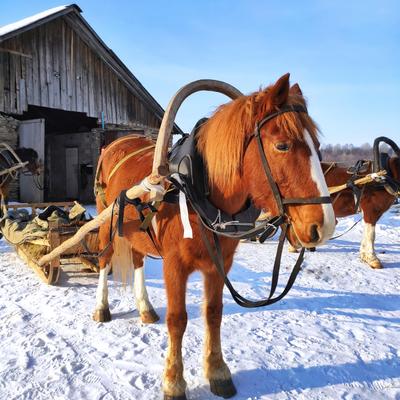 Приключение в конных санях в Башкирии