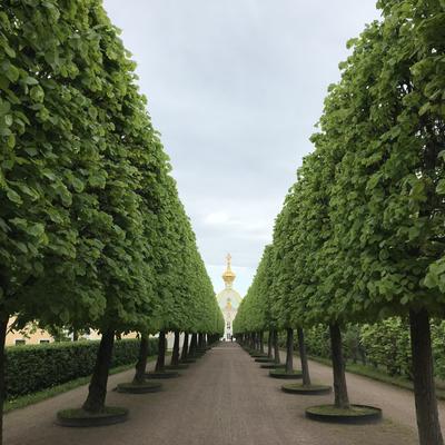 Белые ночи на Финском заливе. Релакс-тур на 6 дней в Санкт-Петербург: отдых на побережье с экскурсиями
