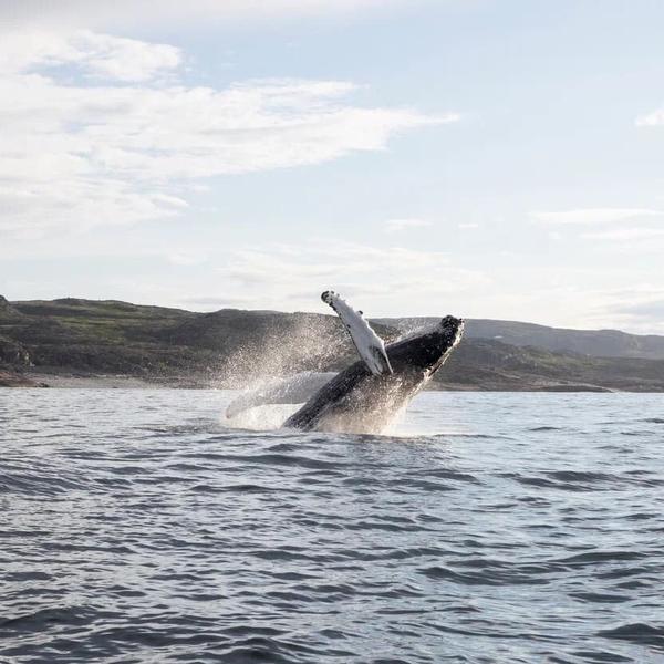 Флора и фауна Арктики: редкие и краснокнижные животные, растения и птицы региона