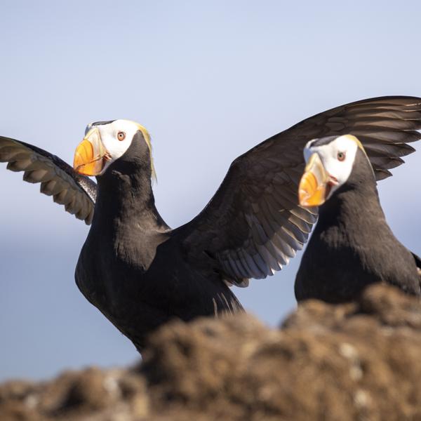 Птичьи базары: топорки, кайры, бакланы, серокрылые чайки, кречеты и тысячи птиц