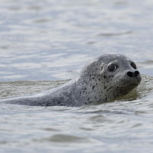 Морские животные: киты, ларги, косатки, каланы, сивучи, котики, тюлень Стейнегера