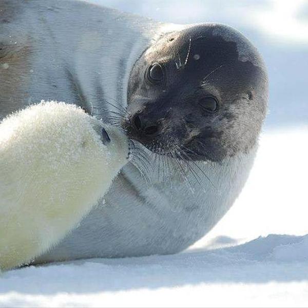 Нерпы зимой: наблюдение за бельками — шанс увидеть настоящих «хозяев Байкала»