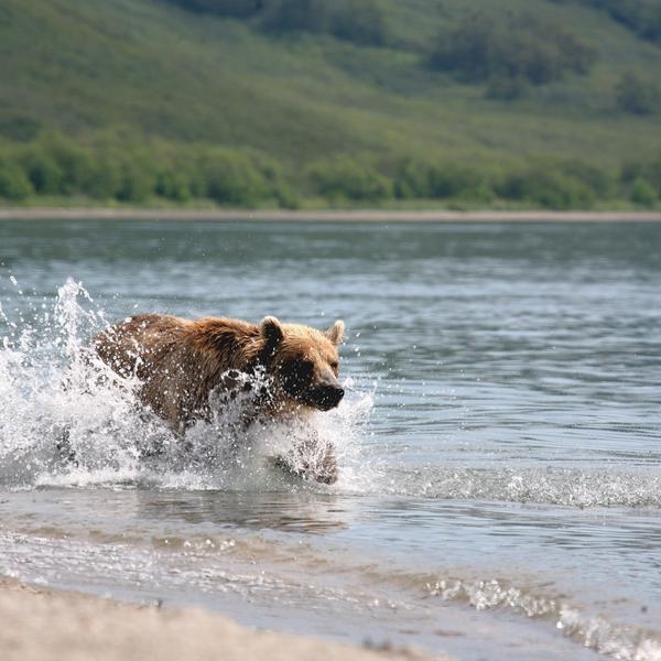 Дикая фауна: рыбалка медведей и наблюдение в естественной среде