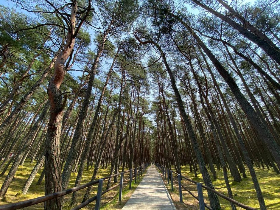 Янтарный вояж. Экскурсионный тур в Калининградскую область на 6 дней