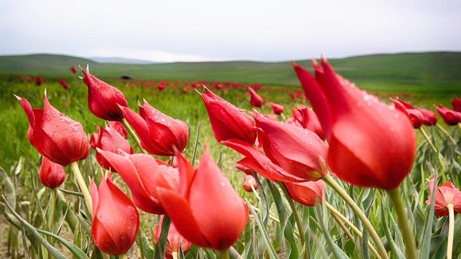 Цветущая степь Калмыкии с посещением винодельни