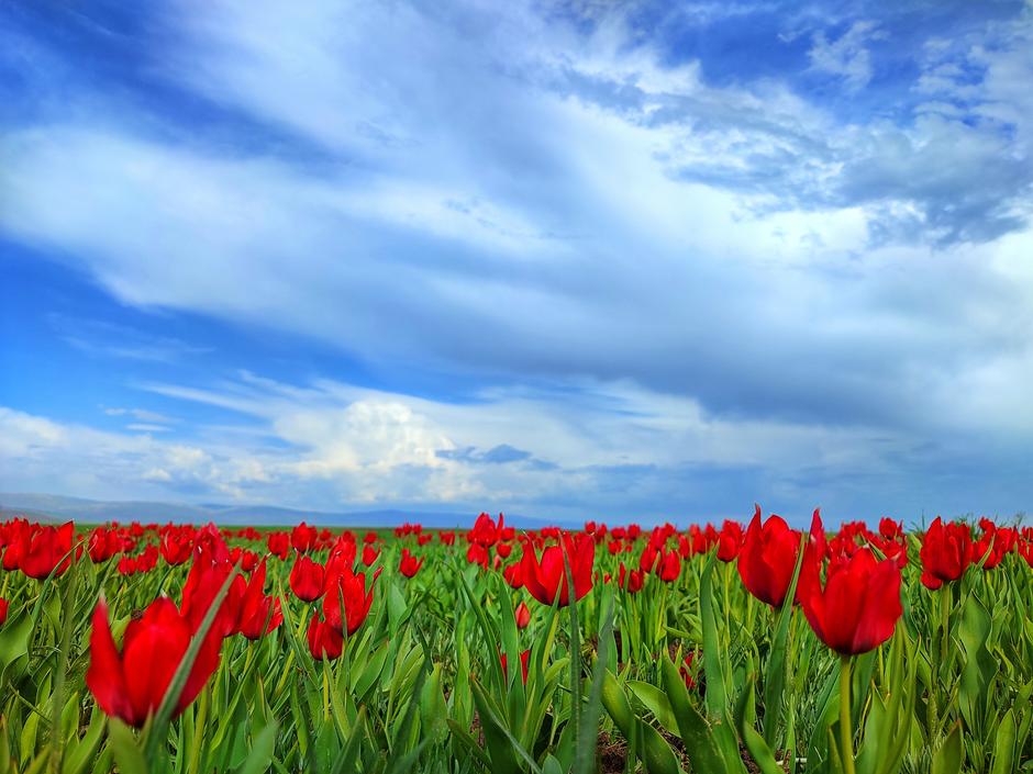 Цветущая степь Калмыкии с посещением винодельни