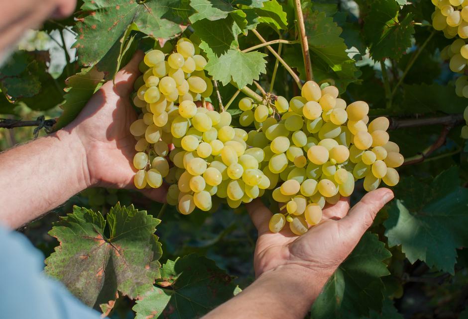 Цветущая степь Калмыкии с посещением винодельни