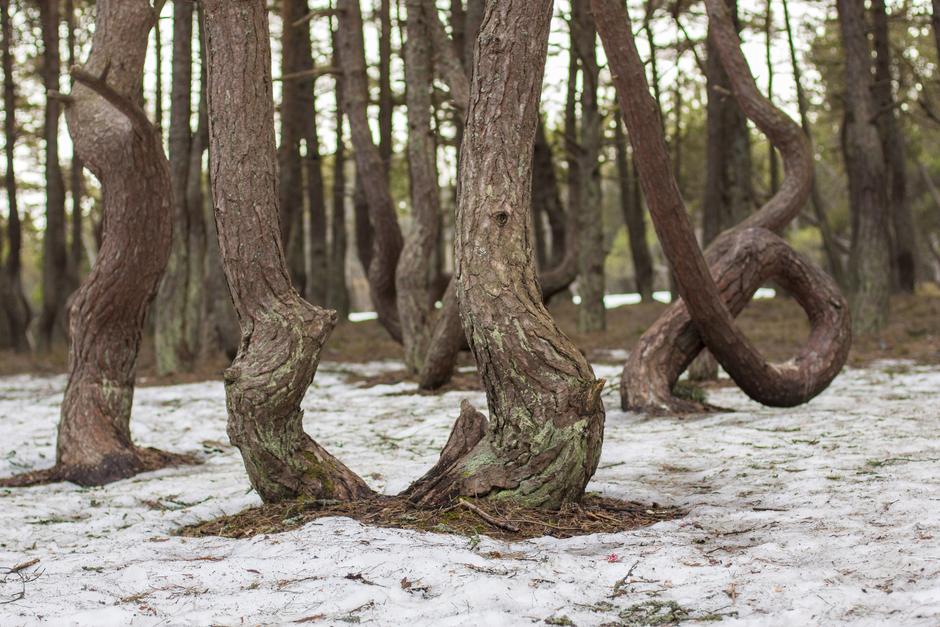 Янтарный вояж зимой. Тур в Калининградскую область на 8 дней