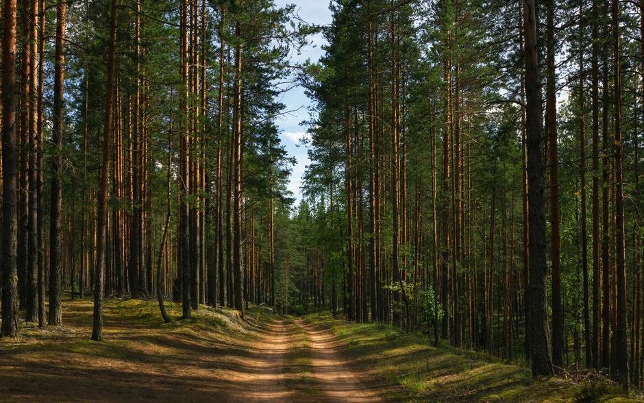 Тропинка в летнем сосновом лесу